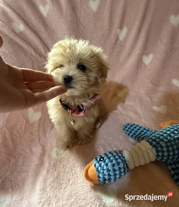 Maltipoo malutkie Maltańczykpudel toy Pozostałe Bielany Wrocławskie sprzedam