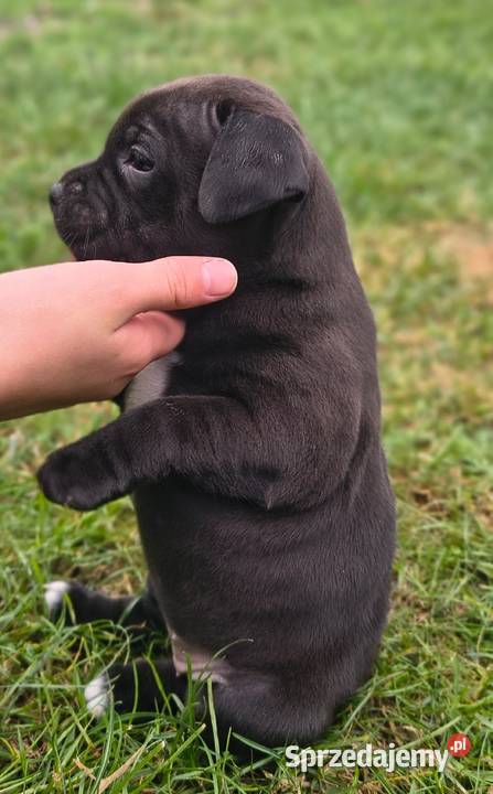 Staffordshire bull terrier Przysucha sprzedam