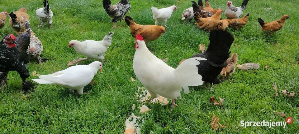 Kury karzełki liliputki Tokarówka