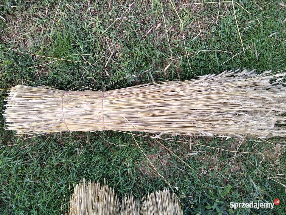 Słoma żytnia prosta Trawy, słoma Łopuszno