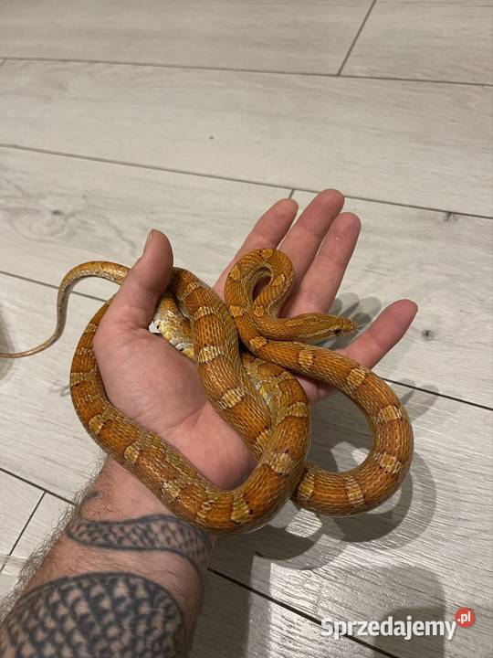 Wąż zbożowy het palmetto scaleless amel anery Wrocław sprzedam