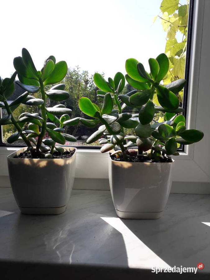 Kwiat doniczkowy grubosz drzewko szczęścia Skoczów sprzedam