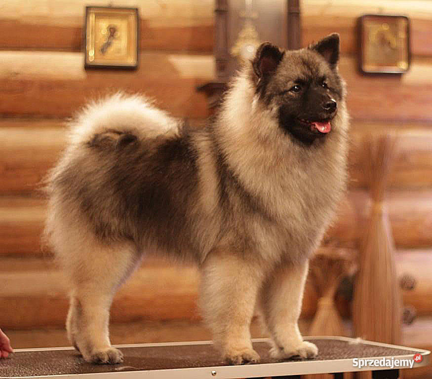 Keeshond Szpic wilczy Lublin sprzedam