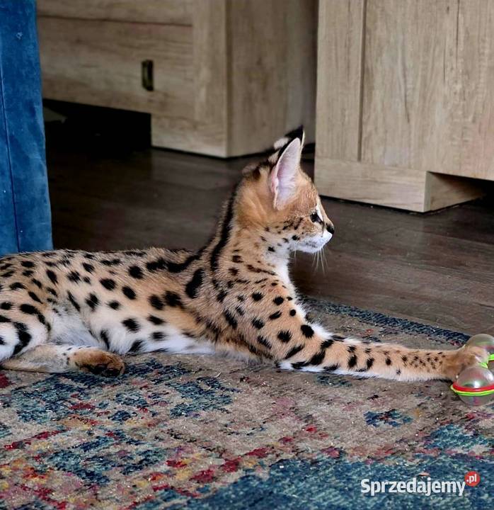 Serwal Afrykański Leptailurus serval przepiękna Pozostałe Katowice