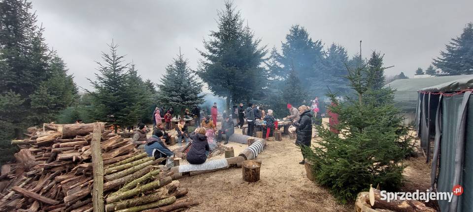 Świąteczna Integracja Firmowa Wycinanie Choinek mazowieckie Osuchów