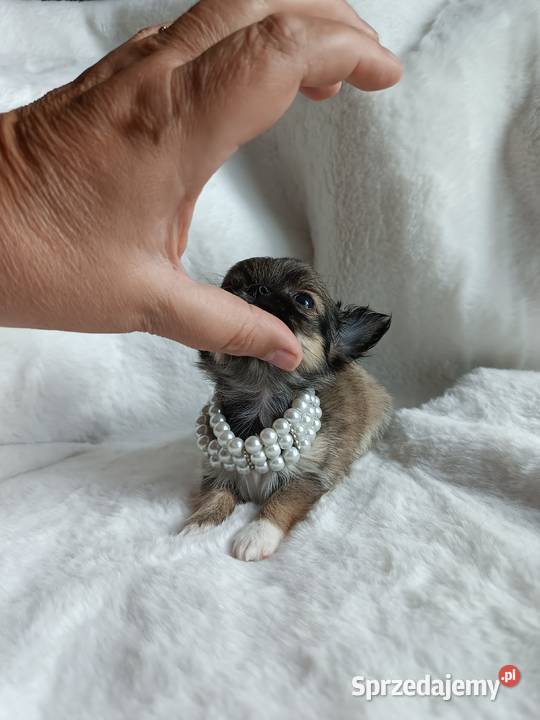 Chihuahua dziewczynka długowłosa Xd suczka Chihuahua Inowrocław sprzedam