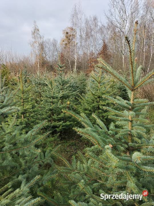 Choinki świąteczne świerk srebrny Ryki