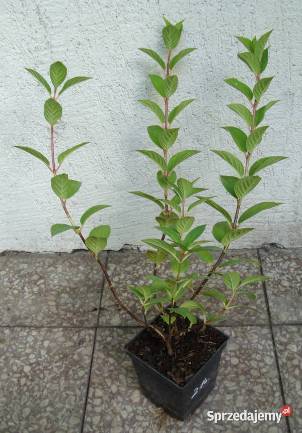 HORTENSJA BUKIETOWA Sundae Fraise sadzonki w Dom i Ogród Ustronie