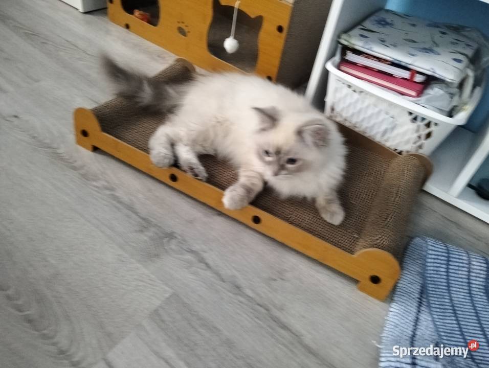 Wyjątkowy kocurek Blue Lynx wspaniałych Wrocław