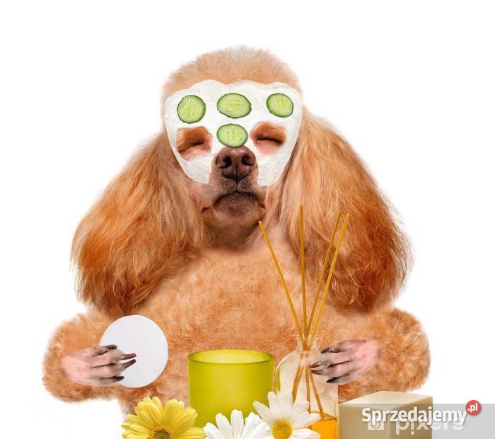 szczenięta pudel toy red płowy z rodowodem FCI Gdańsk