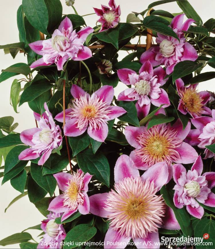 Pnącza Clematis Powojnik Wisteria Glicynia Knurów