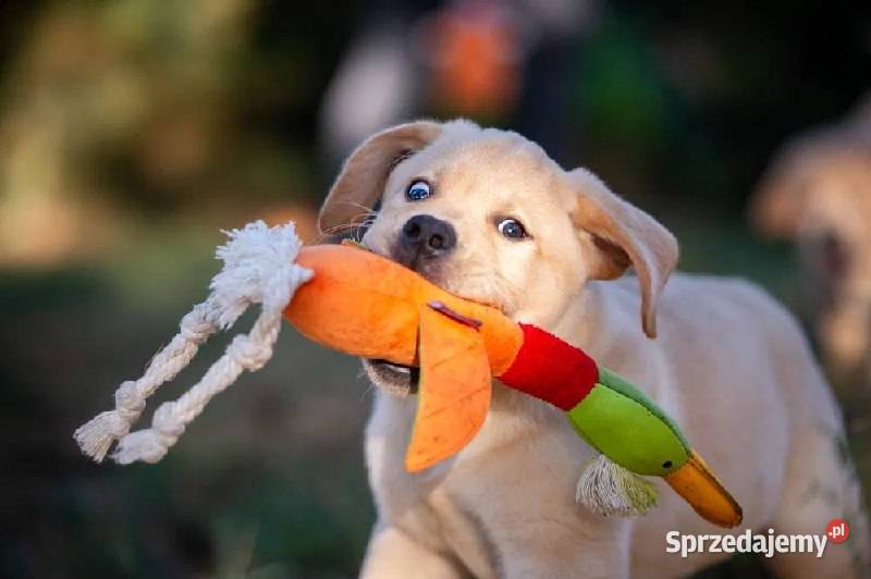 Szczeniak labradora Labrador Szczecin