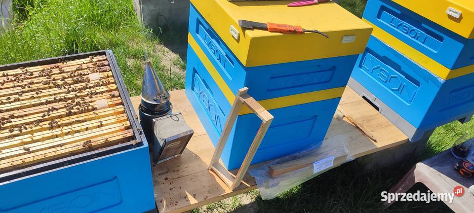 ODKŁADY PSZCZELE Pszczoły Na Ramce Bielsko-Biała