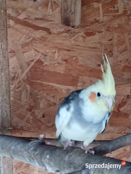 Sprzedam papugi nimfy Mechlin