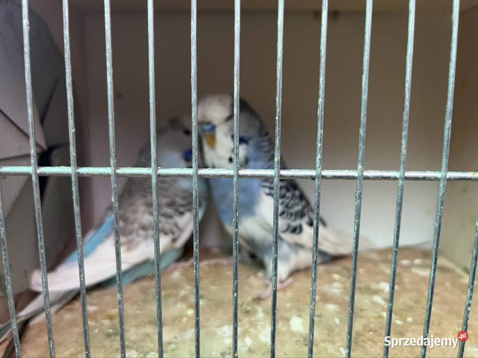 Papugi faliste Wpf dolnośląskie sprzedam