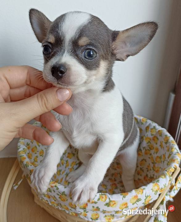 Piesek Chihuahua krótkowłosy niebieski blue łódzkie Bełchatów sprzedam
