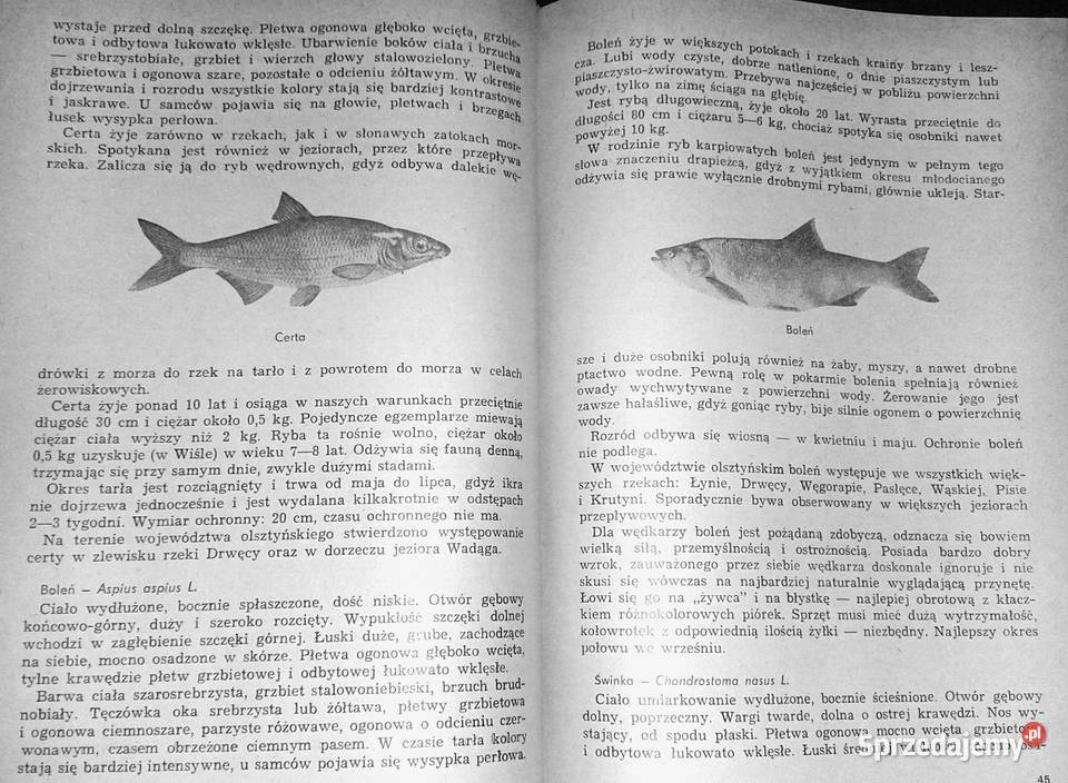 Przewodnik wędkarski jeziorach olsztyńskich Chełm