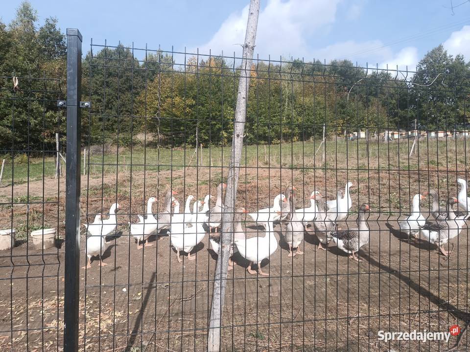 kaczki Nowy Wiśnicz
