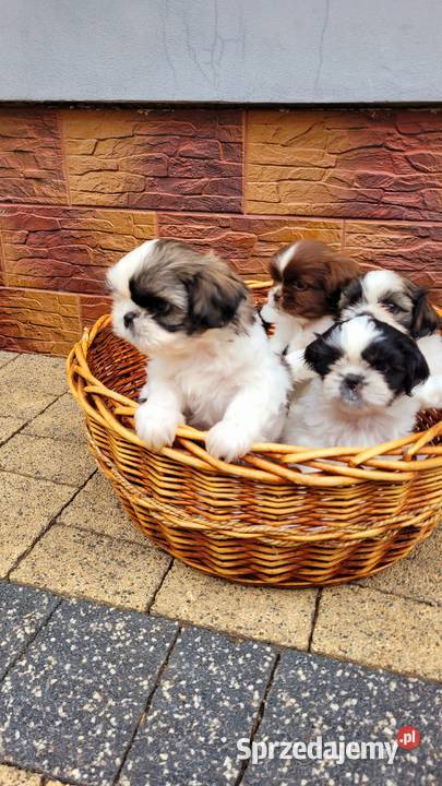 Śliczne Shih Tzu maluchy wychowane w domu