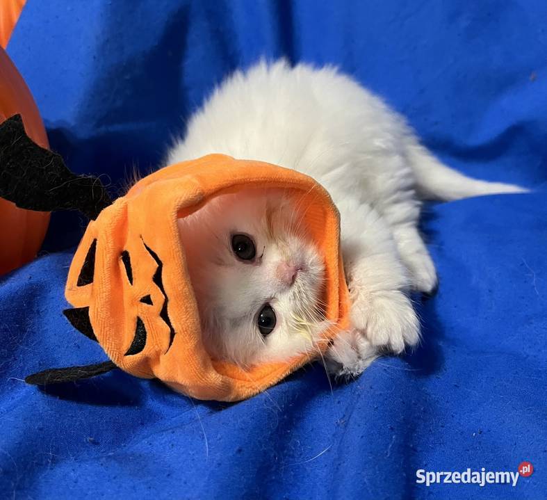 Michel i Edmund kocurki perskie