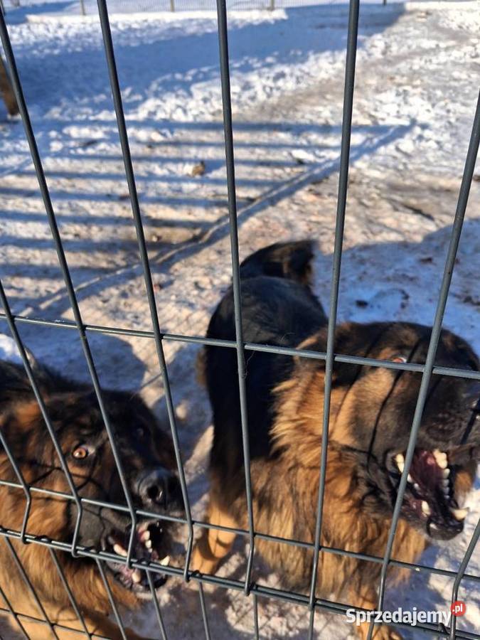 Owcxarki niemieckie mazowieckie sprzedam