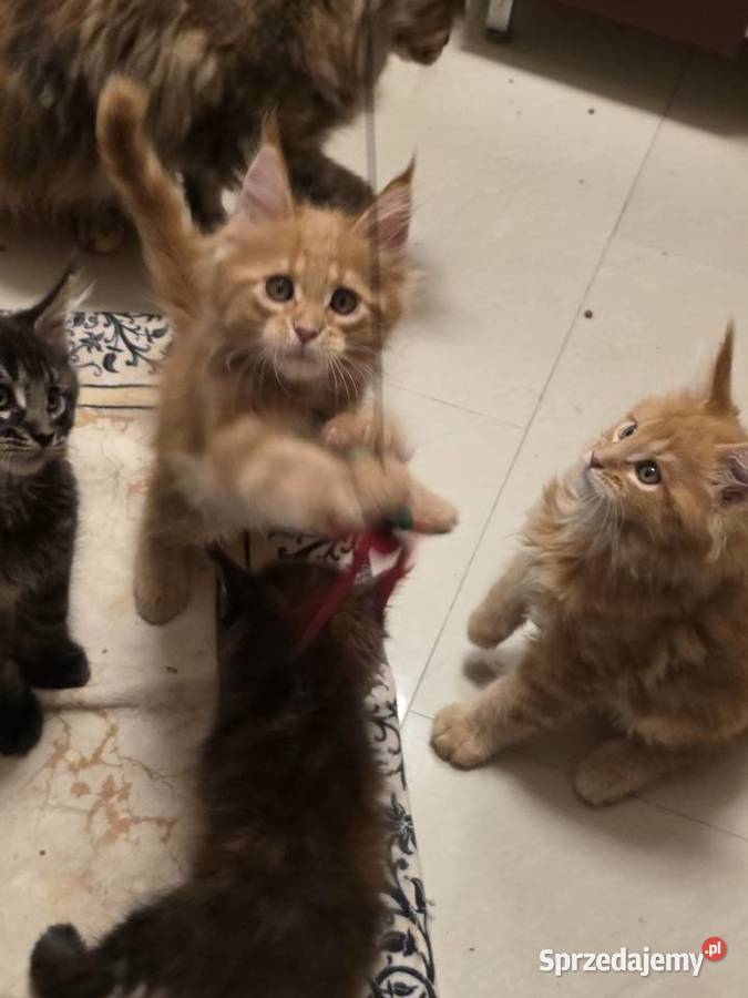 Meine coon kocurek 3 miesiące Maine Coon lubuskie Gorzów Wielkopolski sprzedam