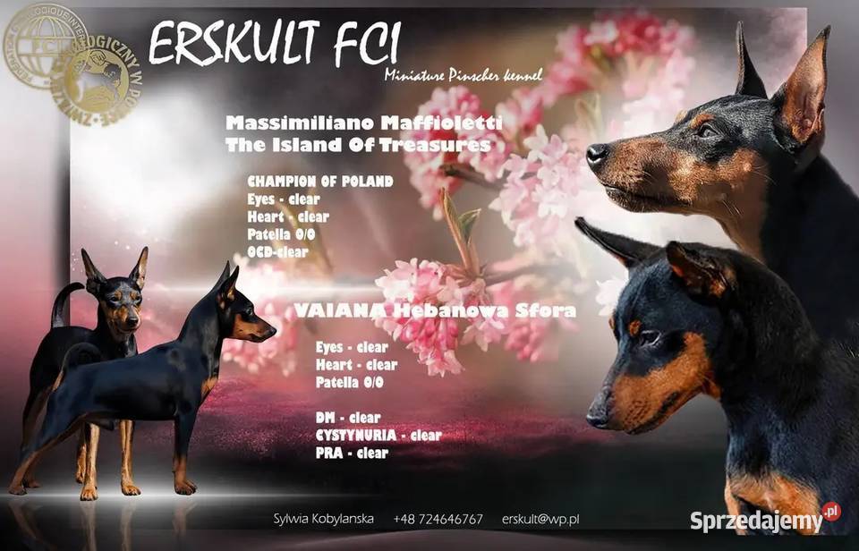 PINCZERY MINIATUROWE ZKWPFCI Różan