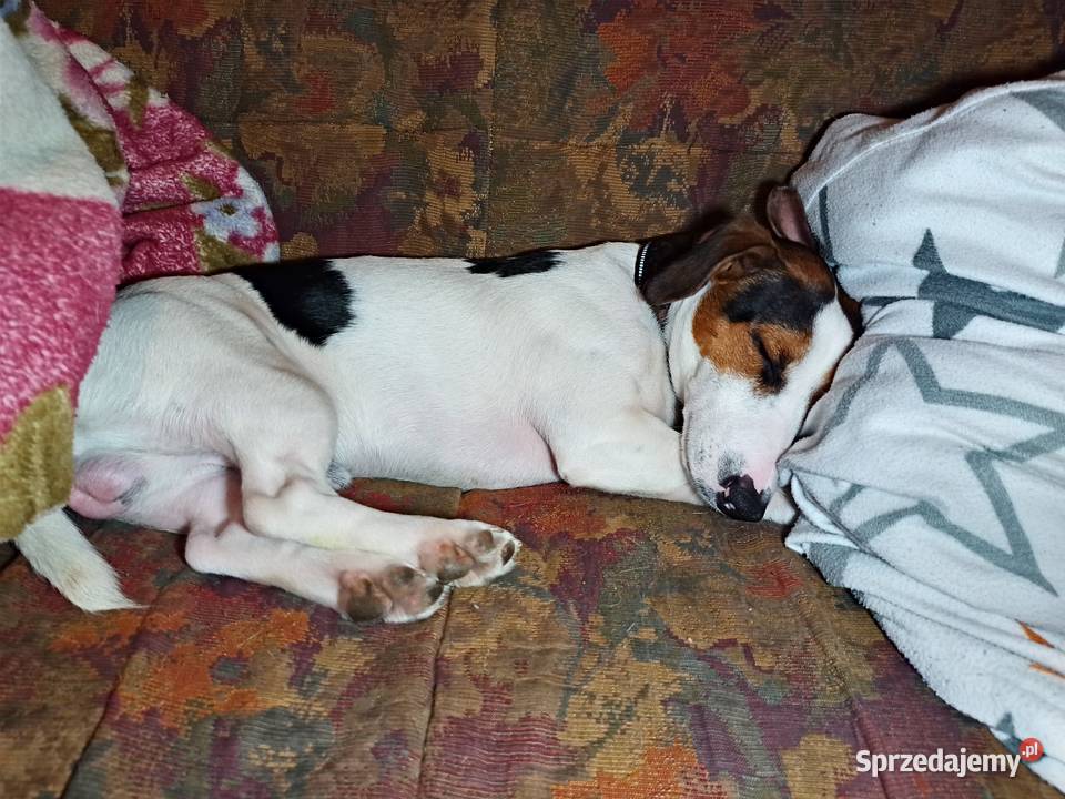 Jack Russell Terrier śląskie Gliwice usługi dla zwierząt