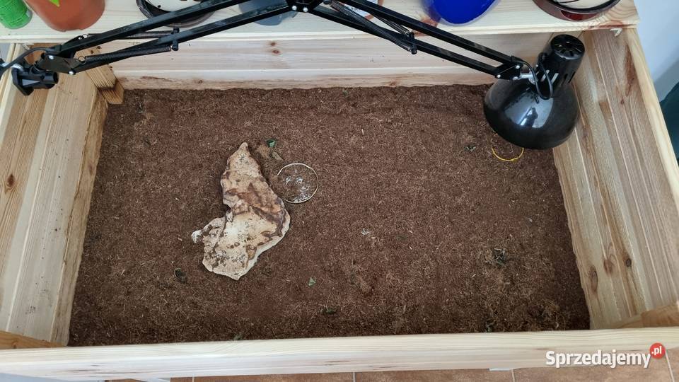 Żółw grecki testudo hermani z terrarium opolskie sprzedam
