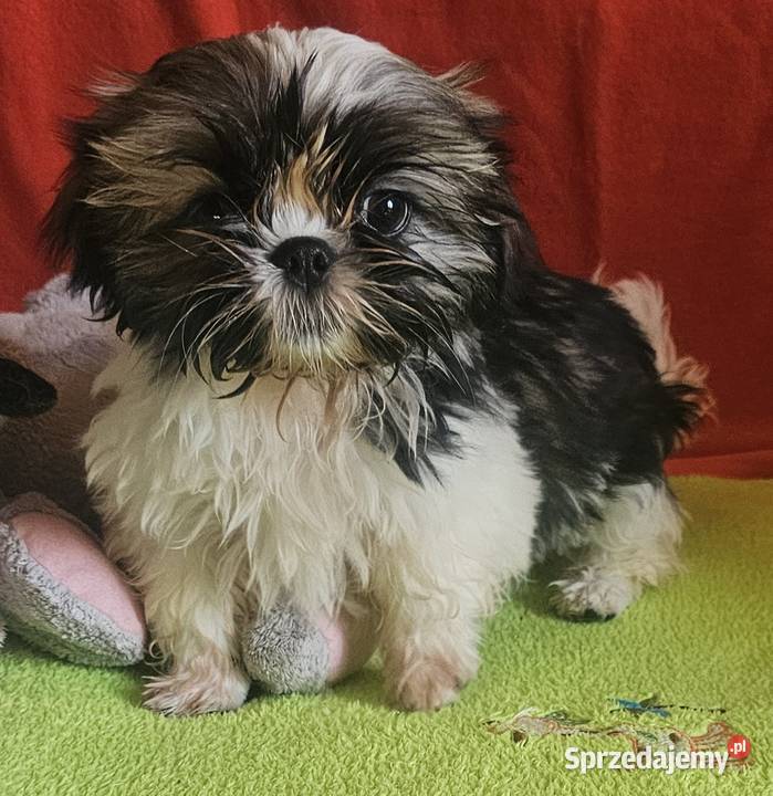 Shih Tzu dziewczynki Częstochowa sprzedam