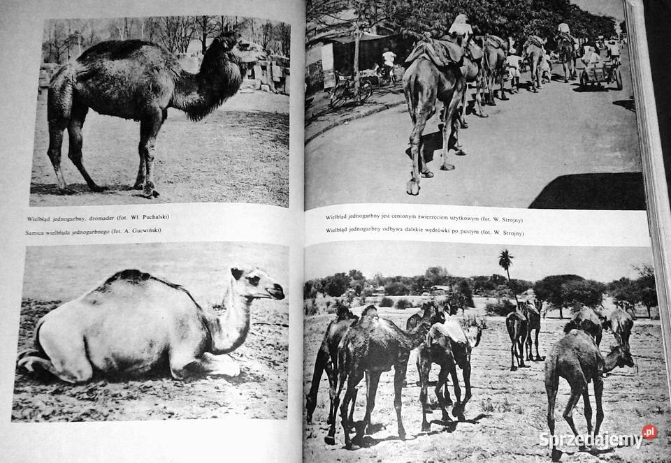 Ssaki Włodzimierz Serafiński Ewa Chełm