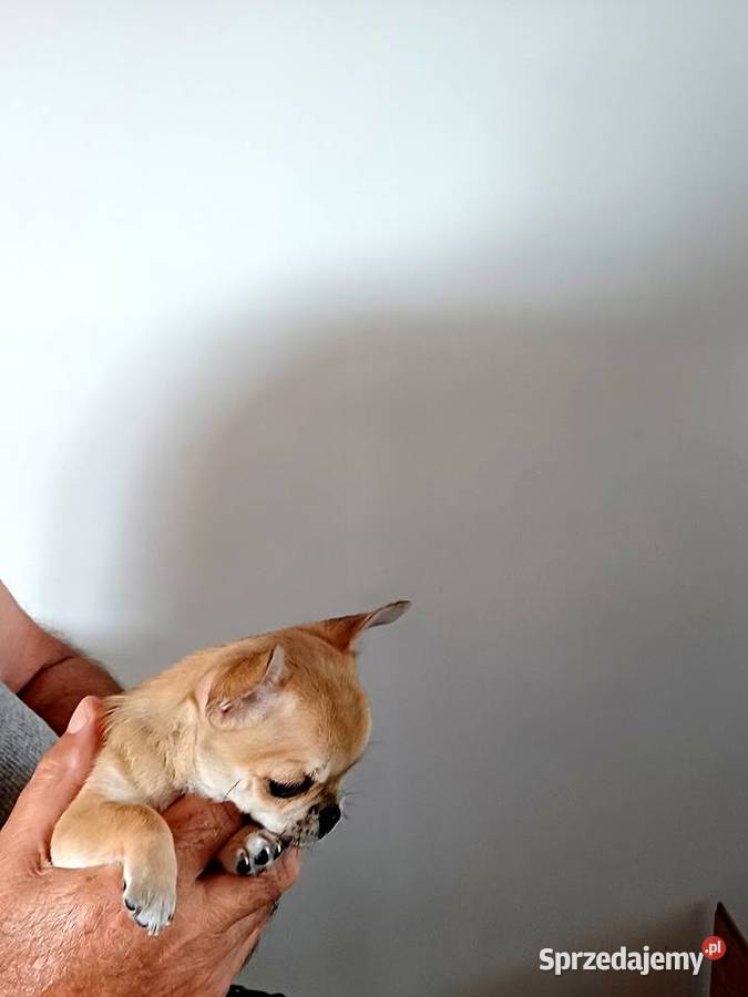 Chihuahua XSS Przepiękna Beżowa Zgierz