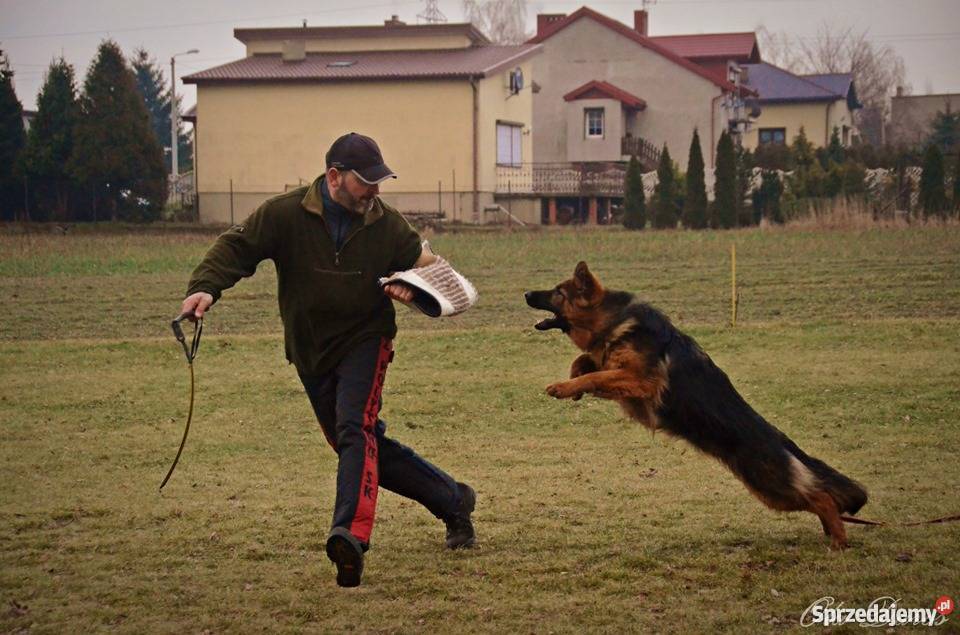 Owczarek niemiecki długowłosy FCI ZKWP Kalisz sprzedam