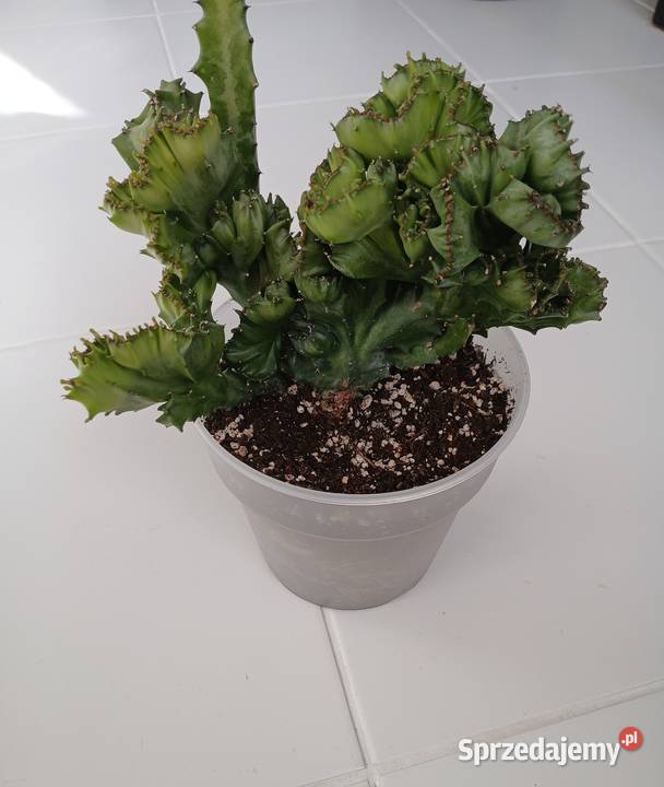 Euphorbia lactea cristata green kolekcjonerski Kaktusy i sukulenty Częstochowa