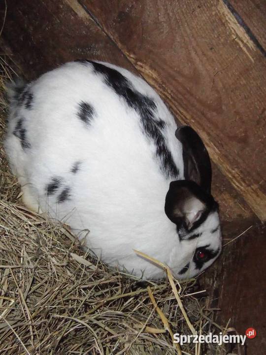 Sprzedam Króliki Przasnysz