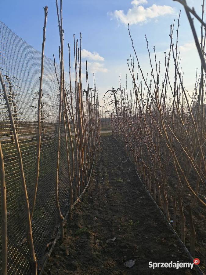 Drzewko Czereśnia Nowe Miasto nad Pilicą