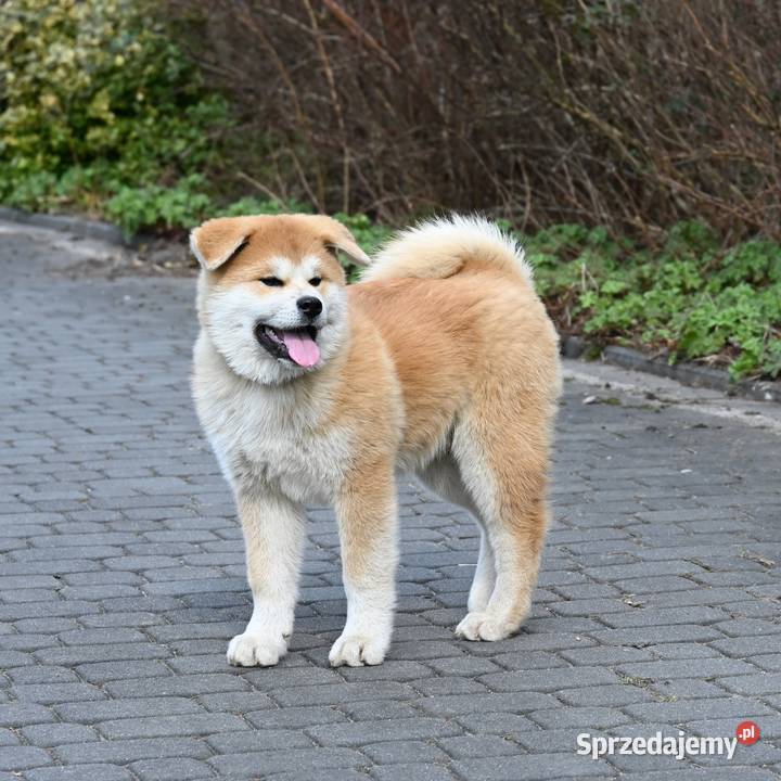 Akita inu akita japońska samiec Championie Akita śląskie