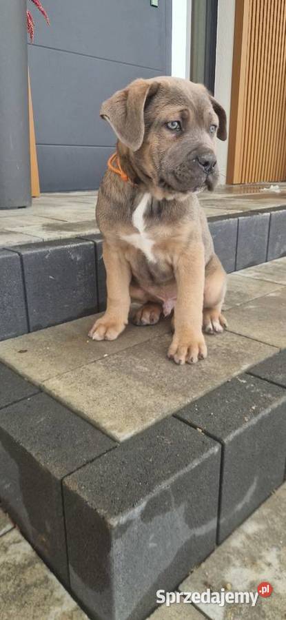 Cane Corso pieski rodowodowe płowe lubelskie