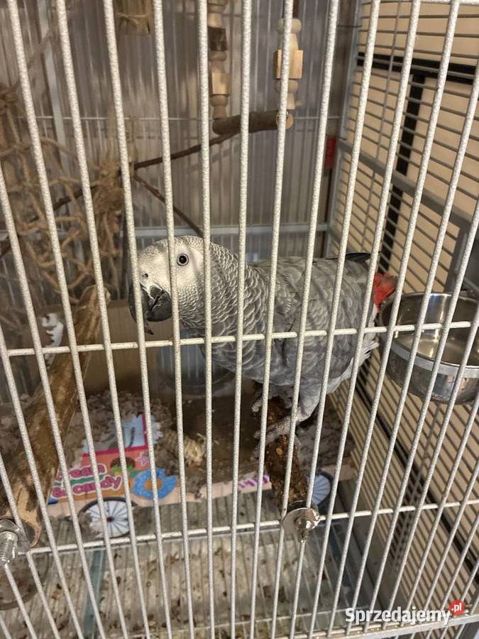 Para żako z klatką Zwierzęta warmińsko-mazurskie Elbląg