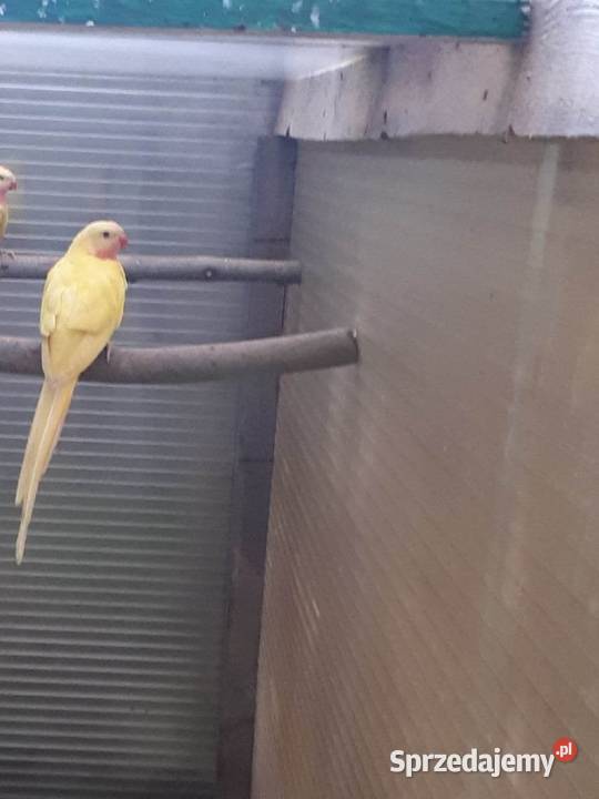 Księżniczki walii lutino Skała