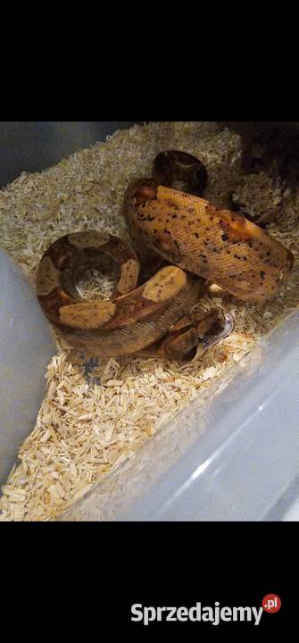 Boa imperator samce 2025 pomorskie Bydgoszcz