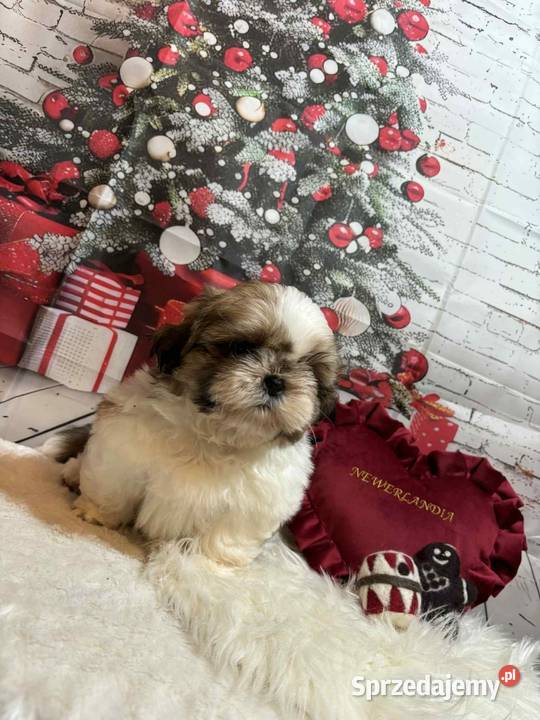 ShihTzu przepiękny gotowy do odbioru Strzelce Opolskie sprzedam