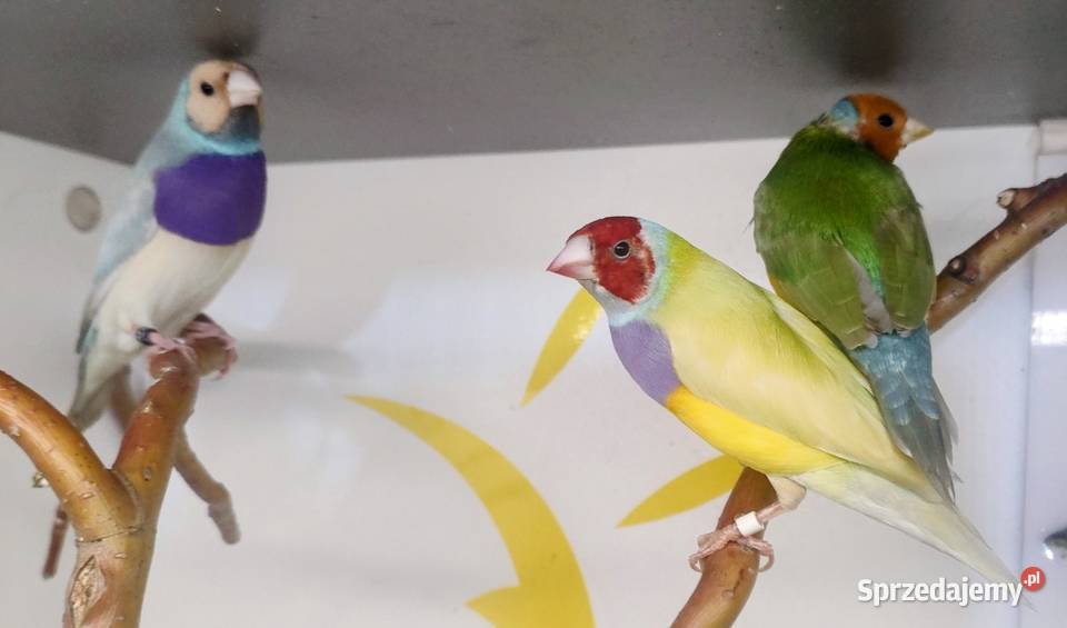 Amadyny wspaniałe Tarnów sprzedam