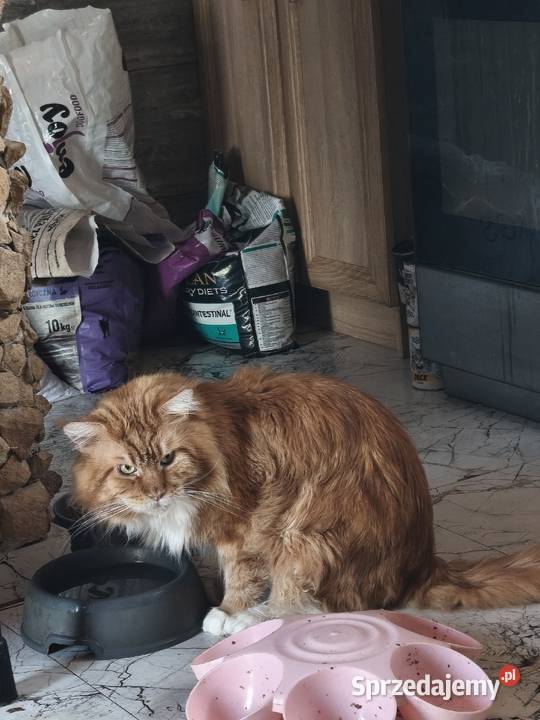 Śliczne kotki rasy Maine coon z rodowodem Prawęcin