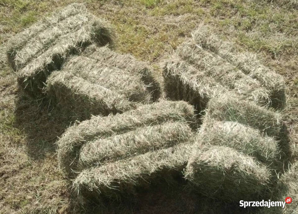 Siano w kostkach duże ilosci Pleśna sprzedam