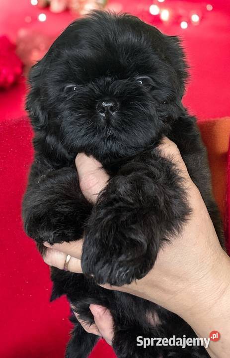 Shih tzu śliczne szczenięta Komarówka Podlaska