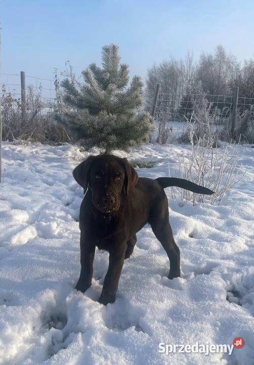 Labrador Retriever Czekoladowy łódzkie Piekary
