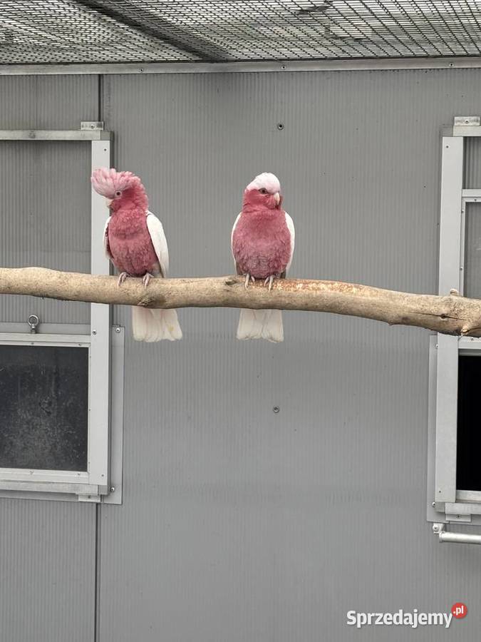 Kakadu Różowa Lutino para 2022 Kłaj