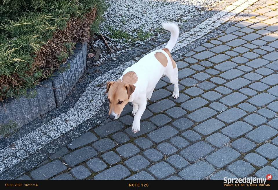 Szczeniaki Jack Russell terrier Marynki sprzedam