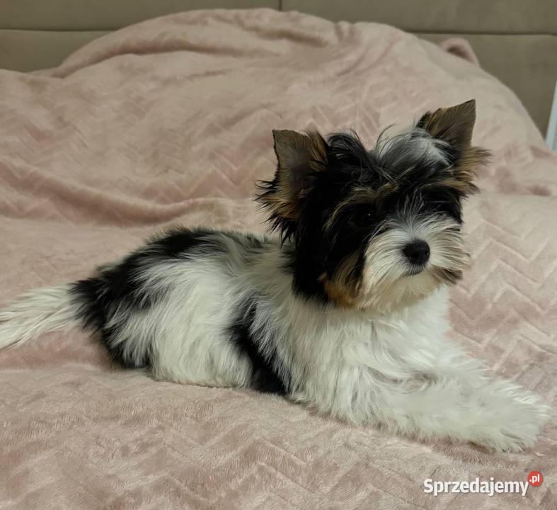 Suczki Biewer Yorkshire Terrier FCI ZKwP Głuszyca